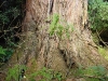 totara_base